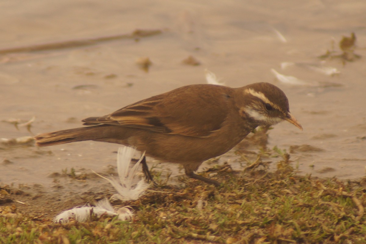 Buff-winged Cinclodes - Rodrigo Jorquera Gonzalez