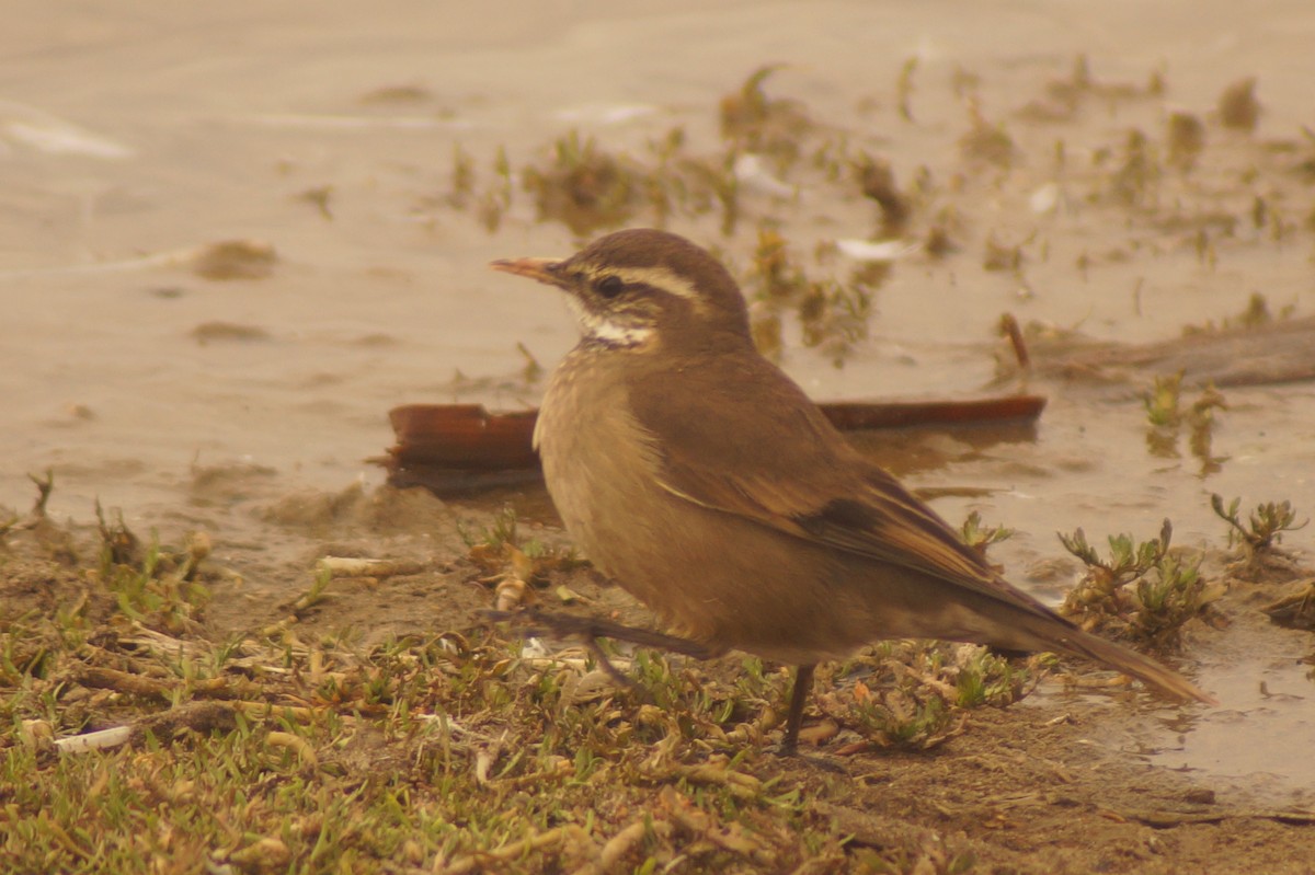 Buff-winged Cinclodes - Rodrigo Jorquera Gonzalez