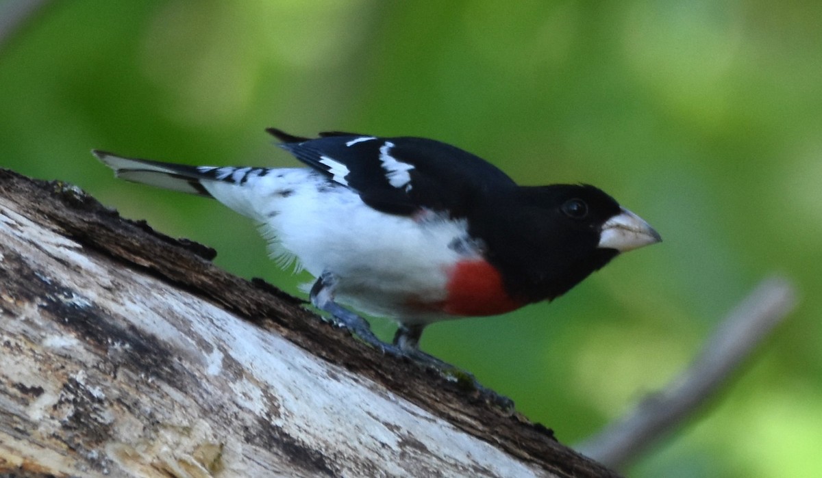 Rose-breasted Grosbeak - Ted Stewart