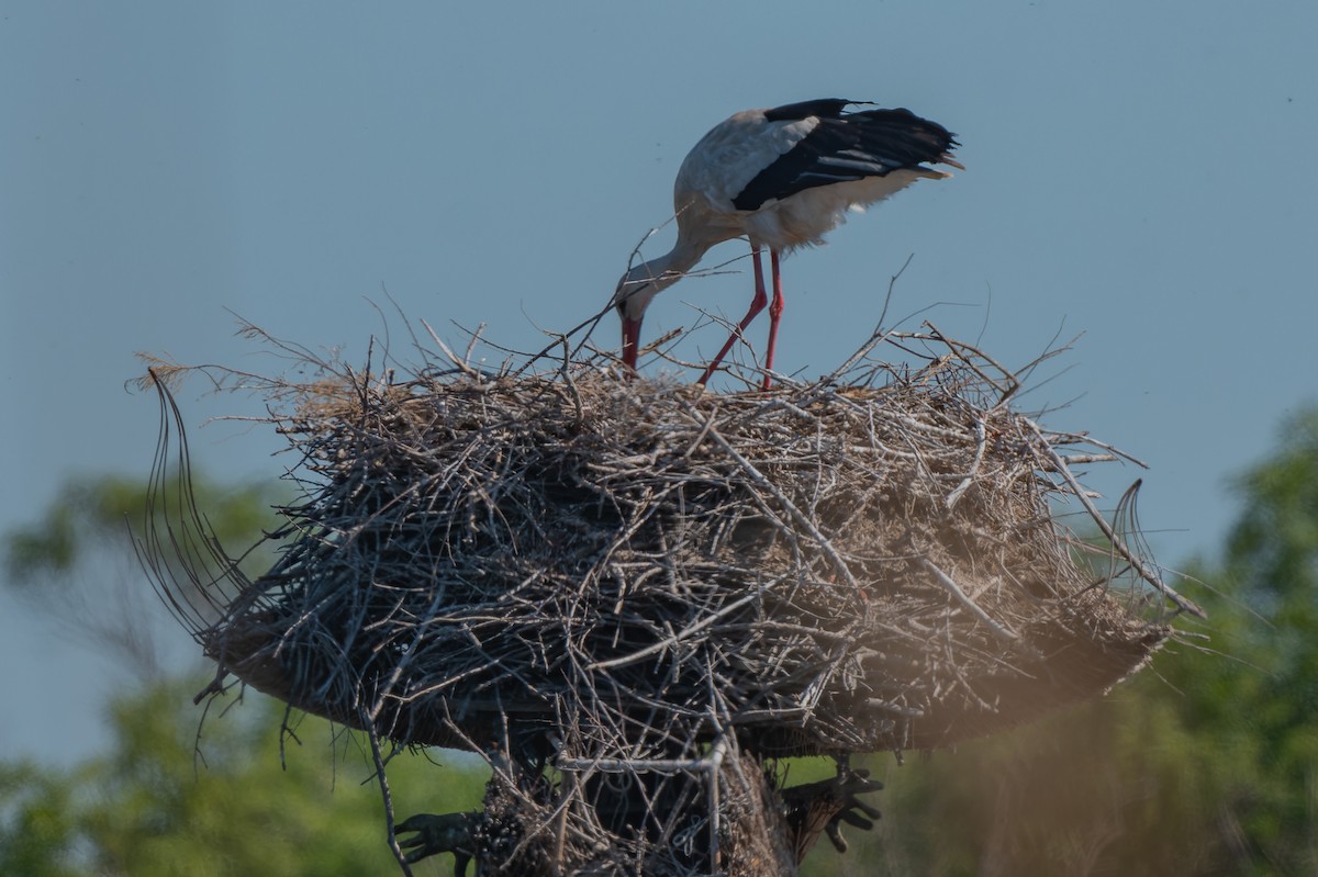 White Stork - lucien ABAH