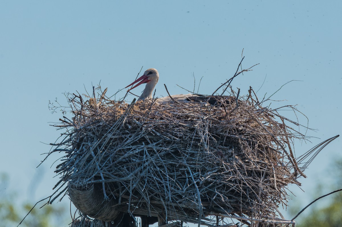 White Stork - lucien ABAH