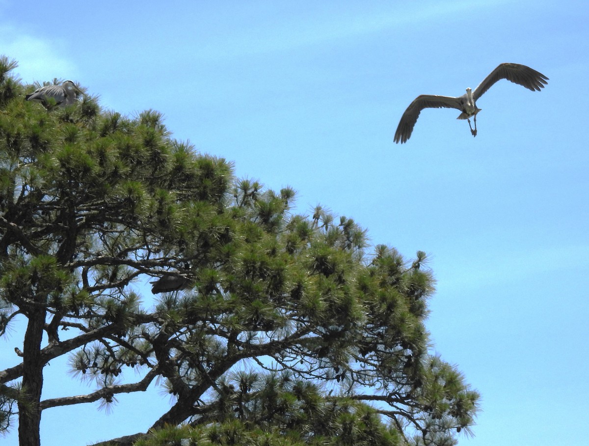 Great Blue Heron - Carol Porch