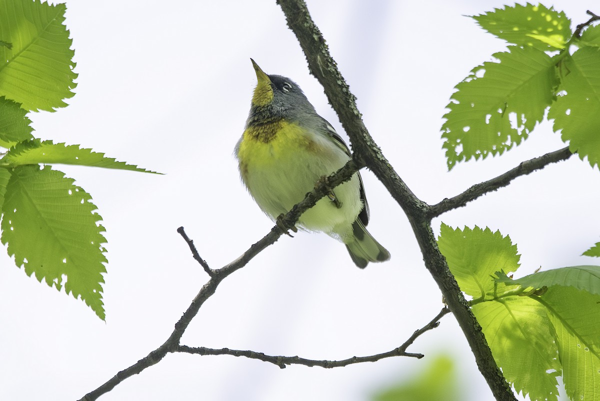 Northern Parula - Cam Nikkel