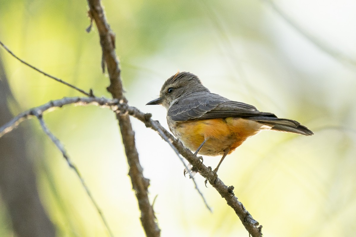 Vermilion Flycatcher - Slawomir Dabrowski