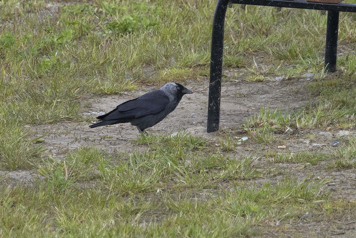 Eurasian Jackdaw - Delfin Gonzalez