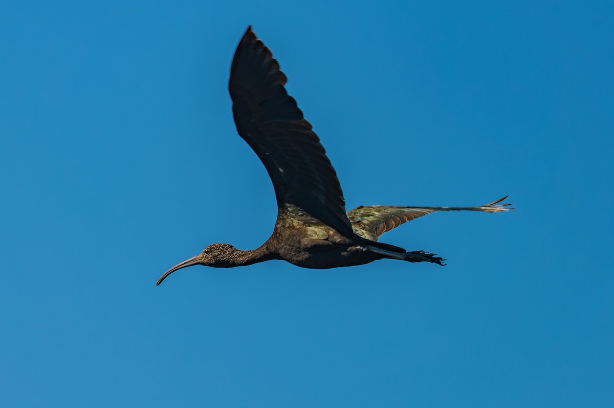 Glossy Ibis - lucien ABAH