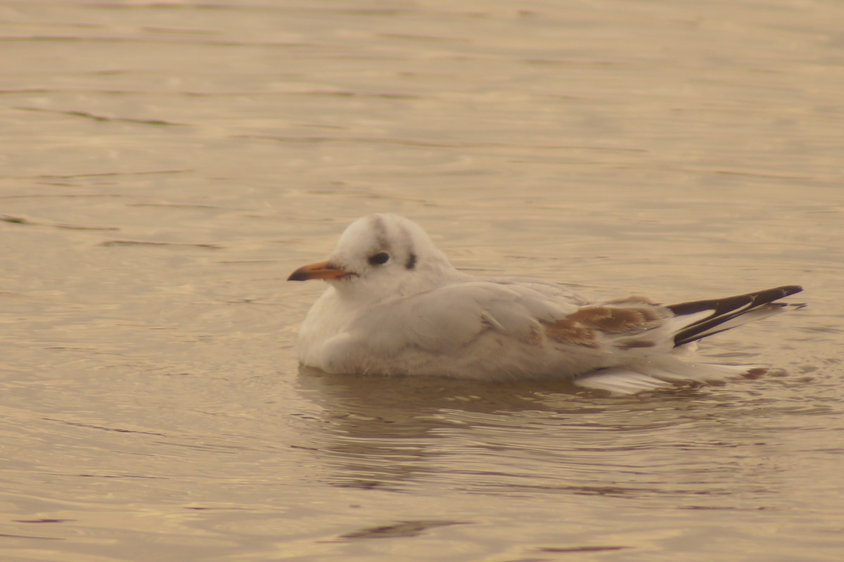 Brown-hooded Gull - Rodrigo Jorquera Gonzalez