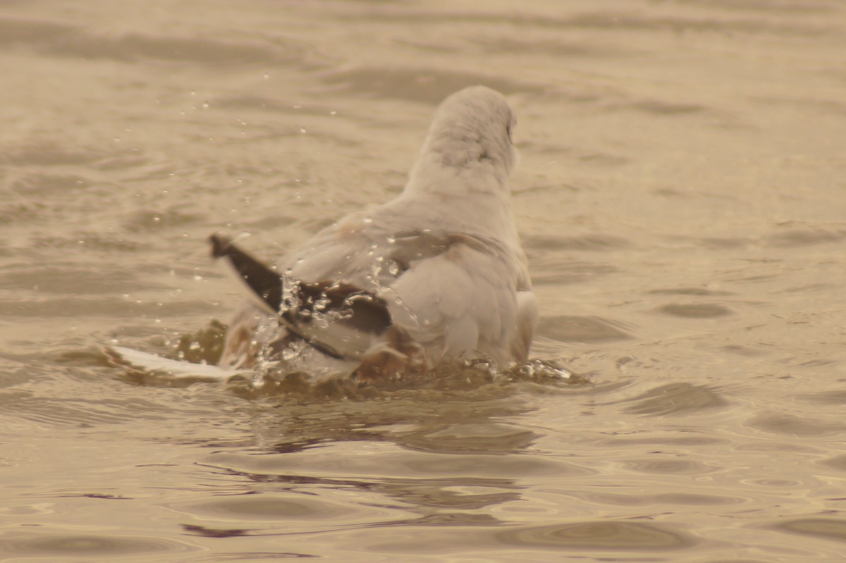 Brown-hooded Gull - Rodrigo Jorquera Gonzalez