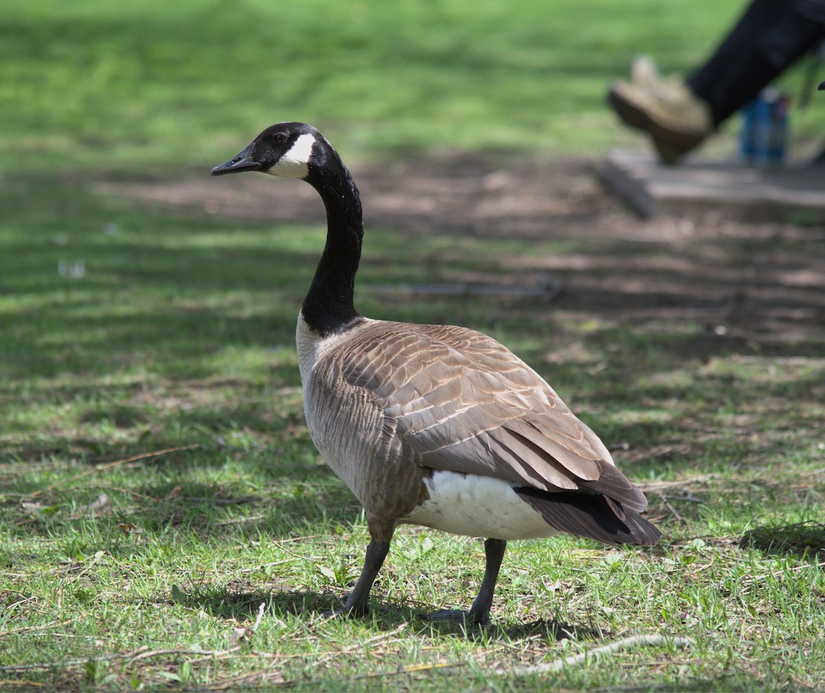 Canada Goose - ML619491388