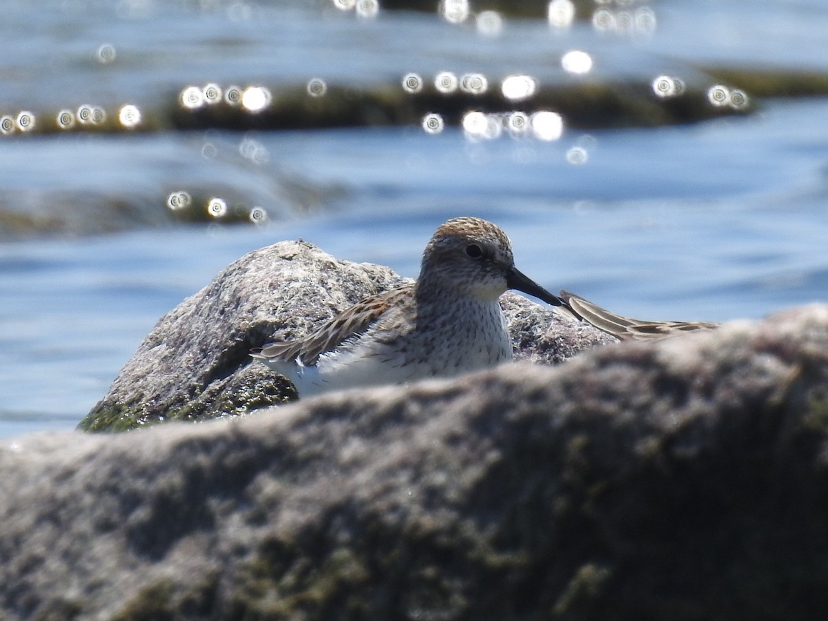 Semipalmated Sandpiper - ML619491392