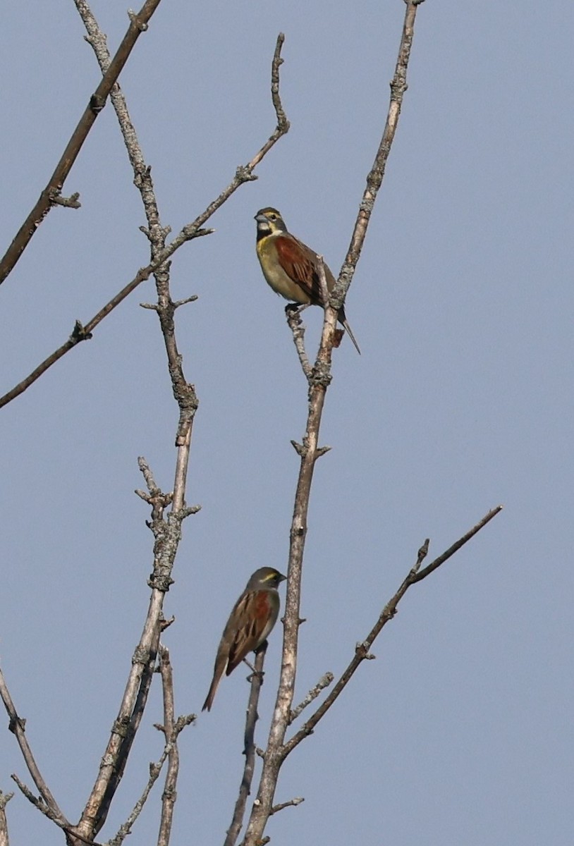 Dickcissel - Vicky Sroczynski