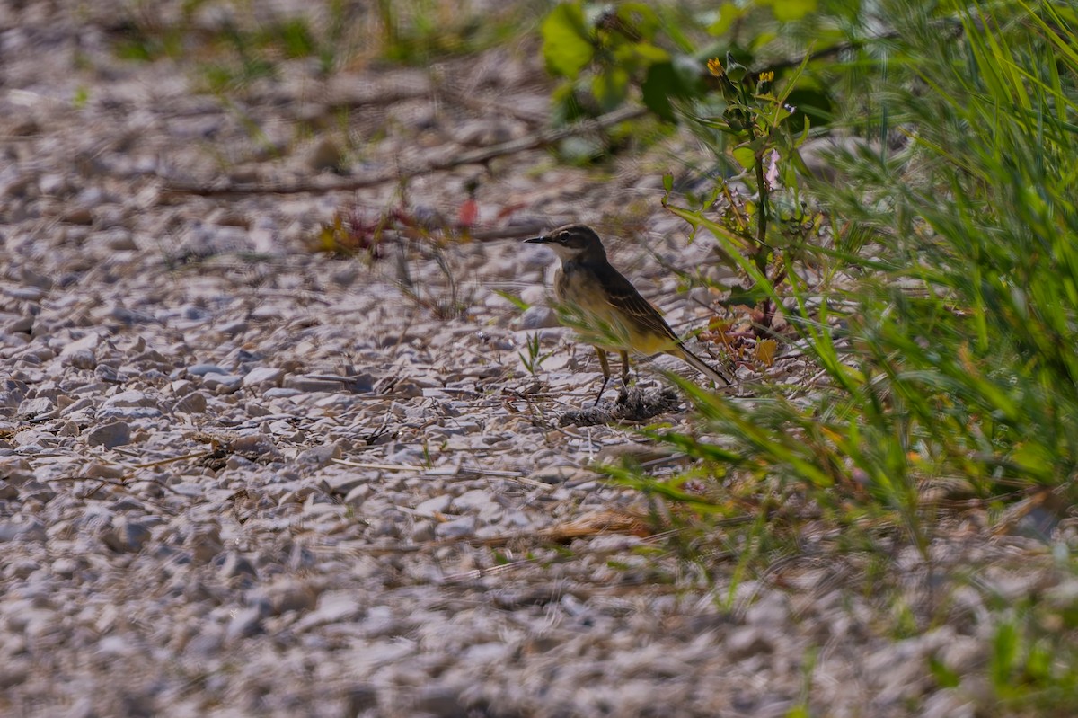 Western Yellow Wagtail - lucien ABAH
