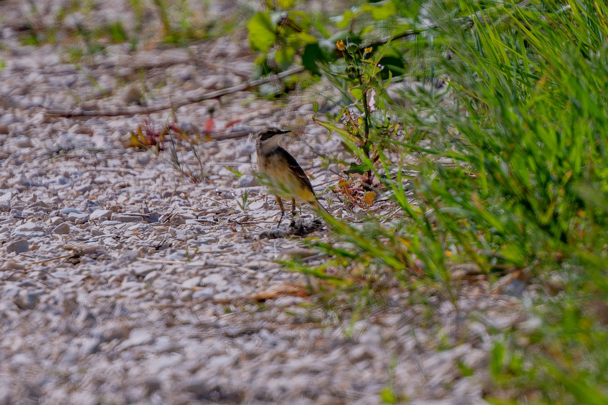 Western Yellow Wagtail - lucien ABAH