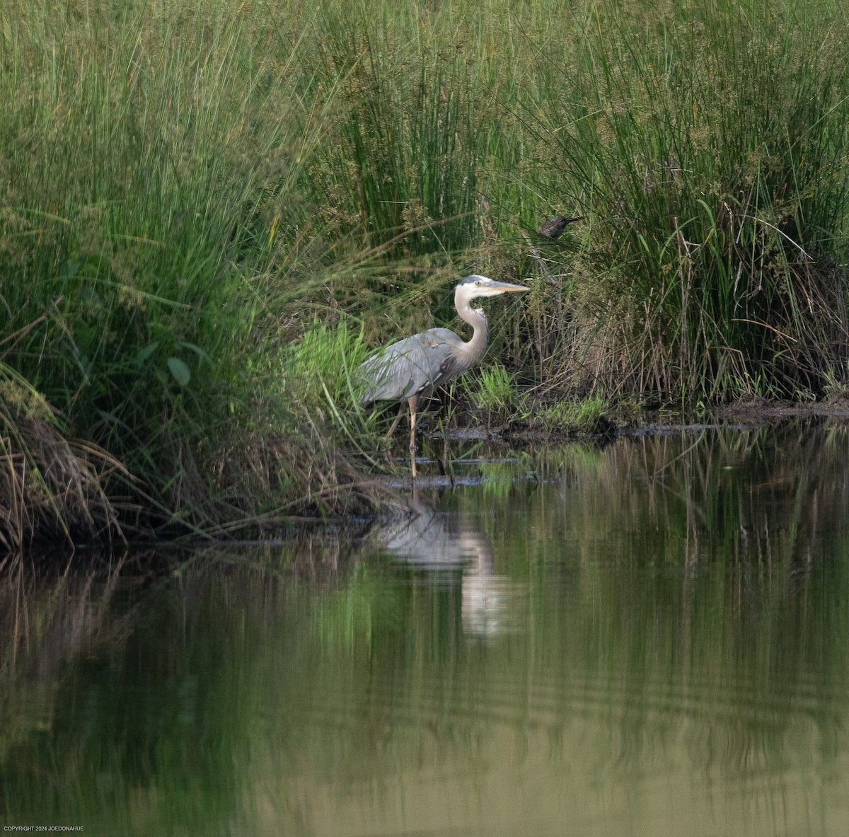 Great Blue Heron - Joe Donahue