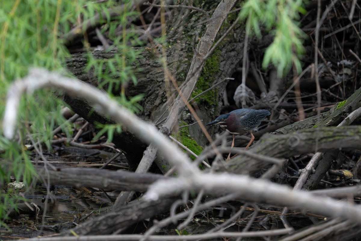 Green Heron - ML619491403