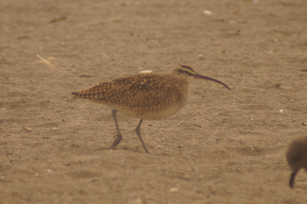 Whimbrel - Rodrigo Jorquera Gonzalez