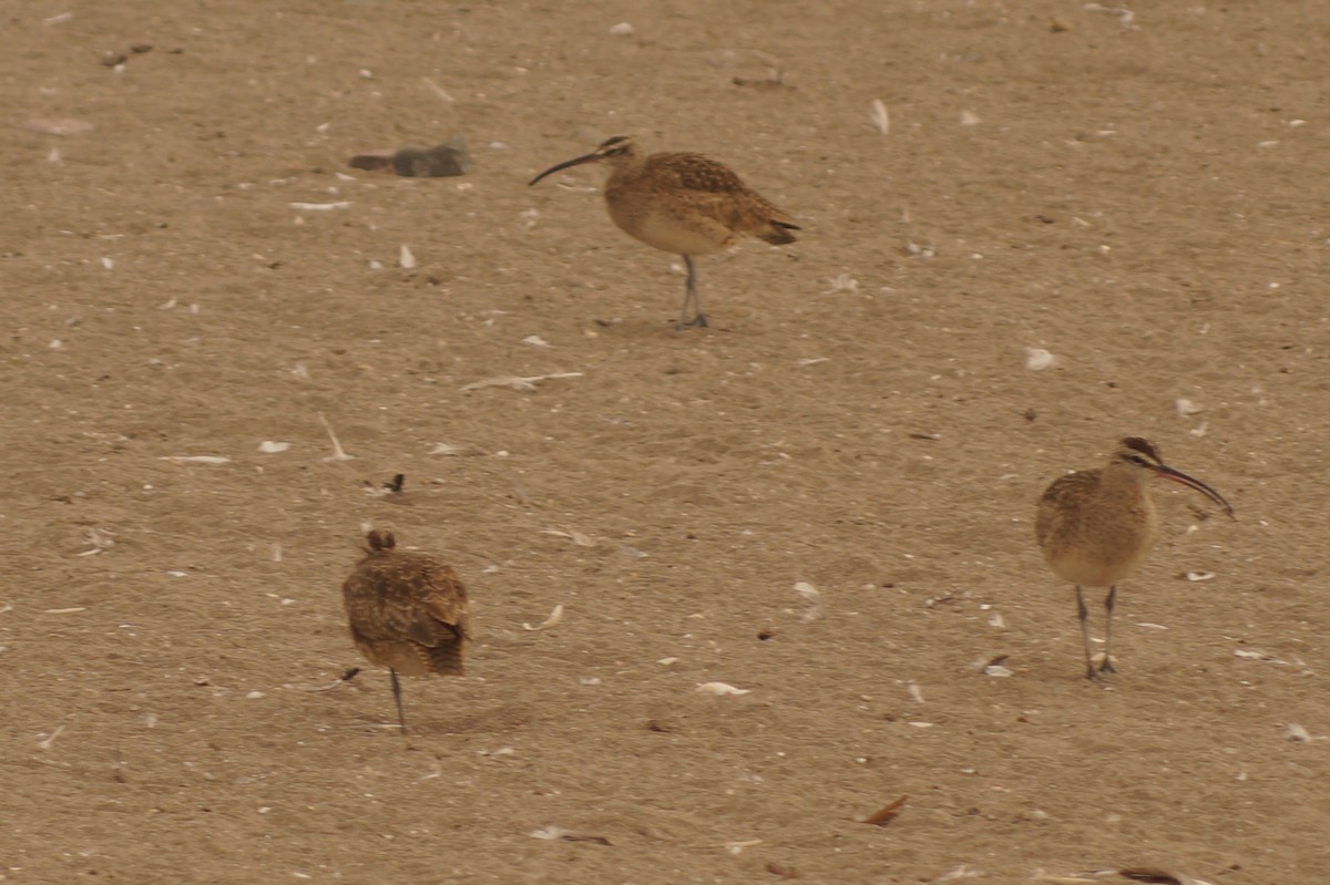 Whimbrel - Rodrigo Jorquera Gonzalez