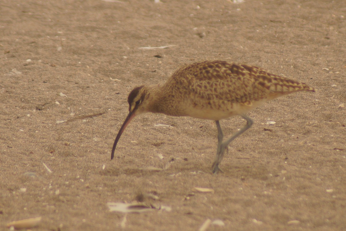 Whimbrel - Rodrigo Jorquera Gonzalez