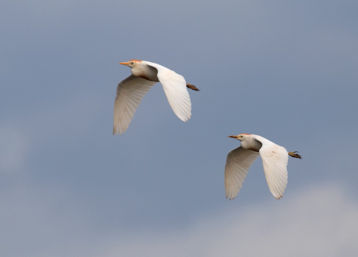 Western Cattle Egret - Mark R Johnson