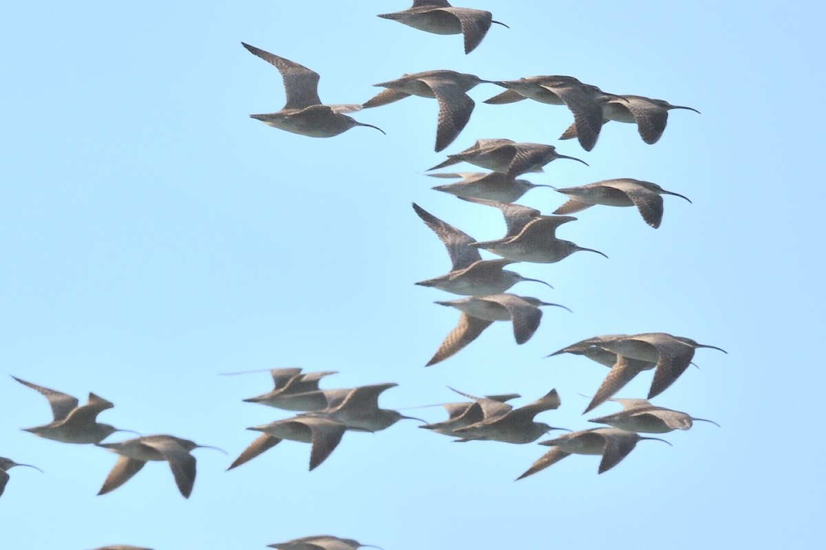 Whimbrel - Steve Czyzycki