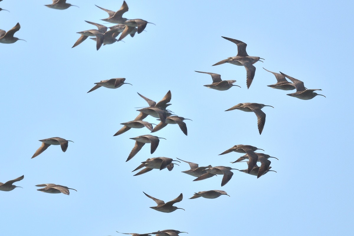 Whimbrel - Steve Czyzycki