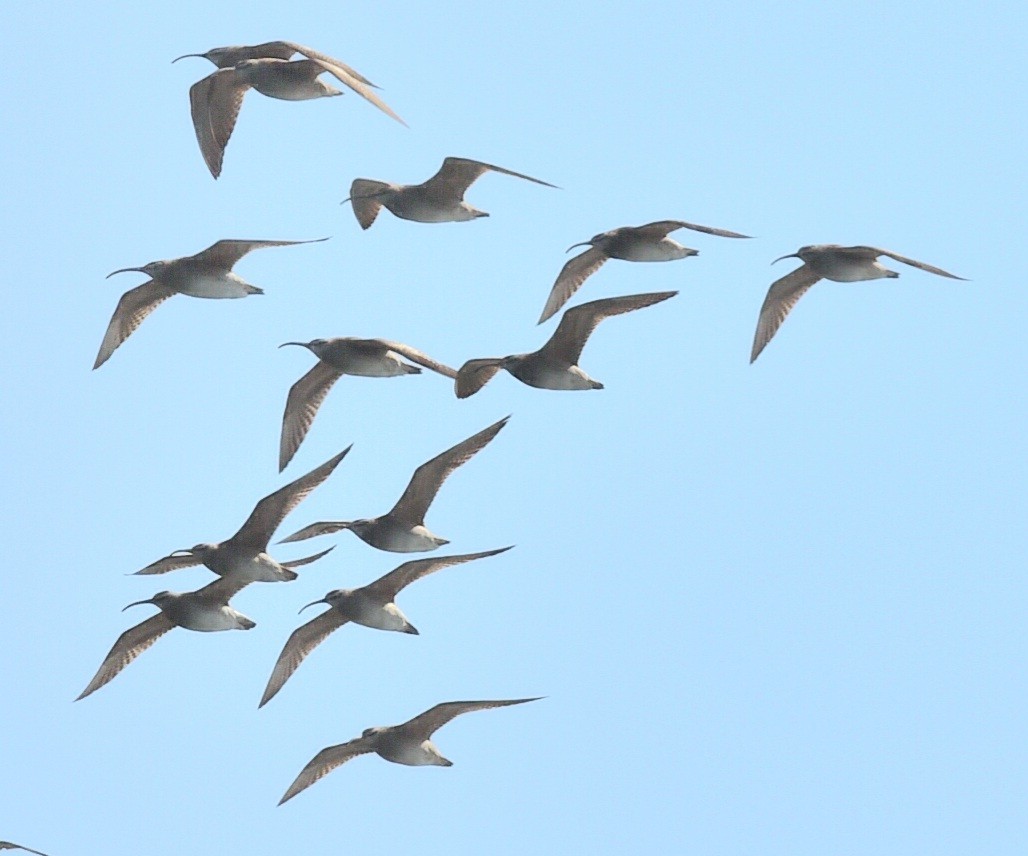 Whimbrel - Steve Czyzycki