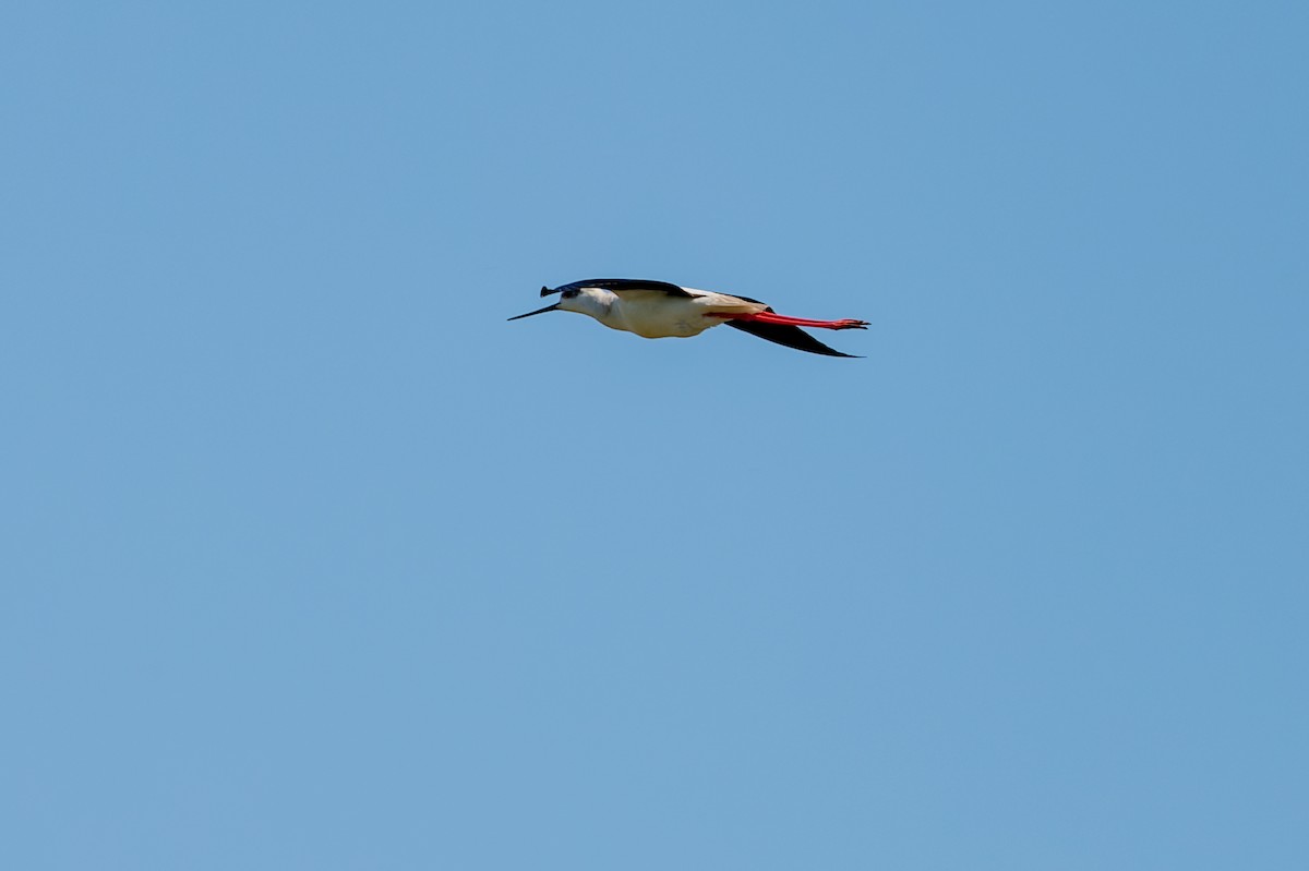 Black-winged Stilt - lucien ABAH