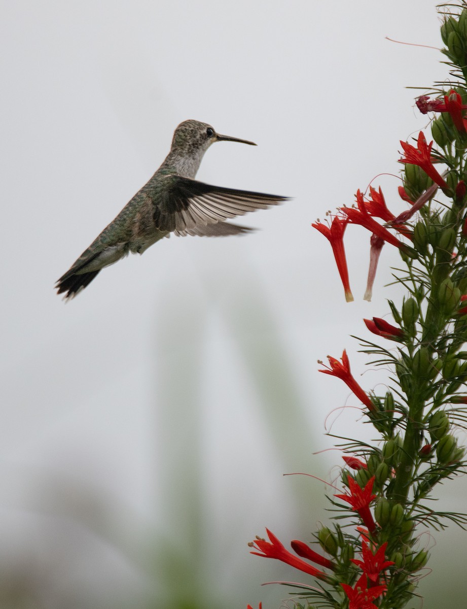 Black-chinned Hummingbird - Pat Tomsho