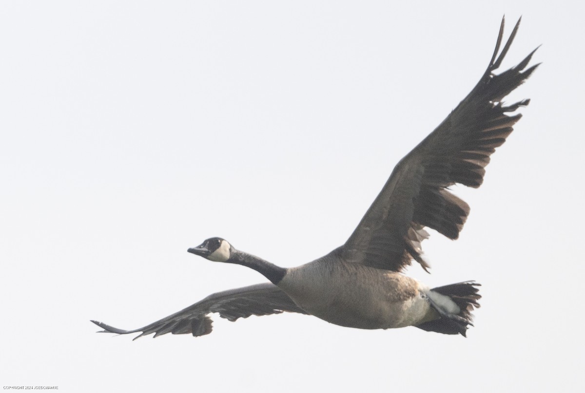 Canada Goose - Joe Donahue