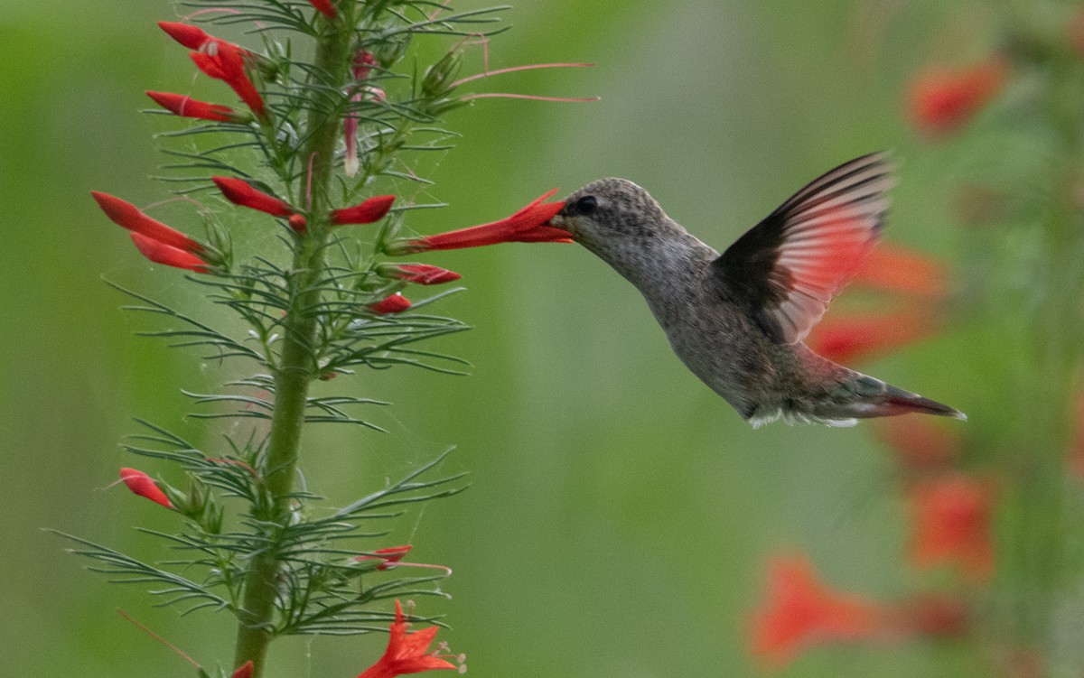 Black-chinned Hummingbird - Pat Tomsho