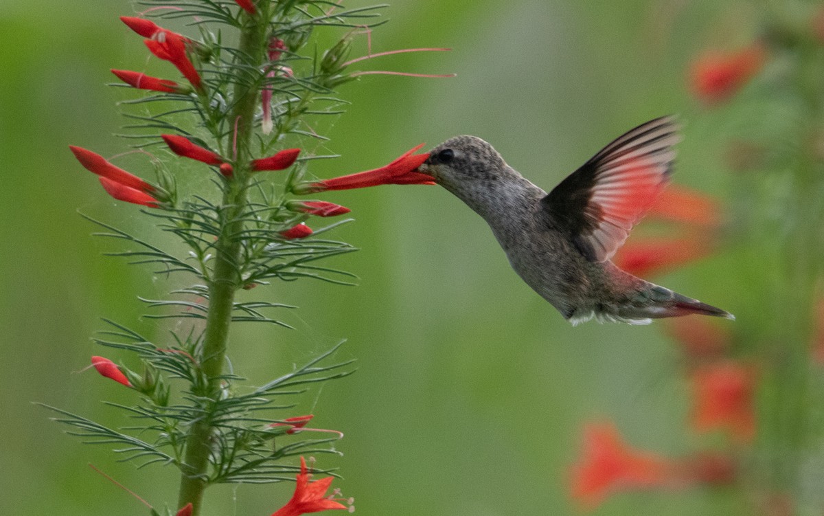 Colibrí Gorjinegro - ML619491421