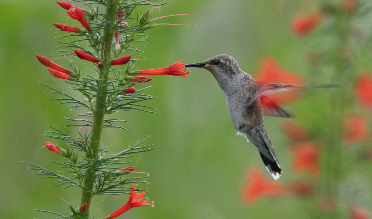 Black-chinned Hummingbird - Pat Tomsho