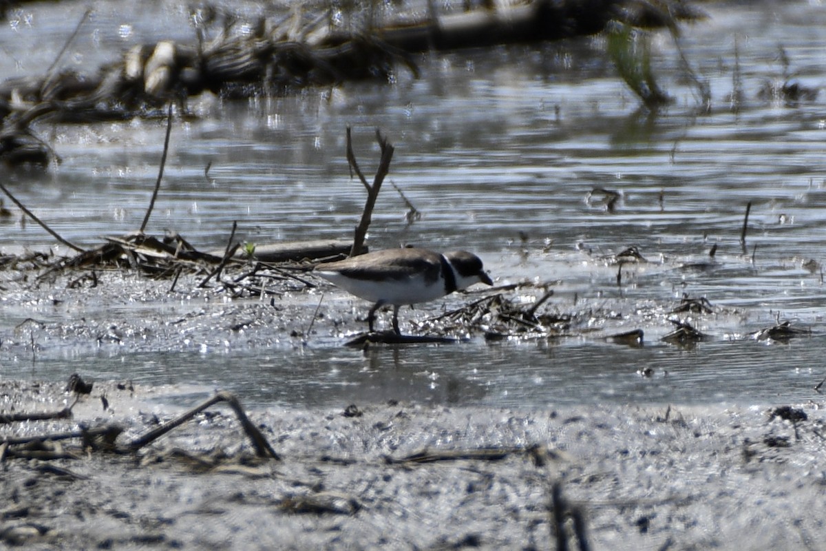 Semipalmated Plover - Ron Rind