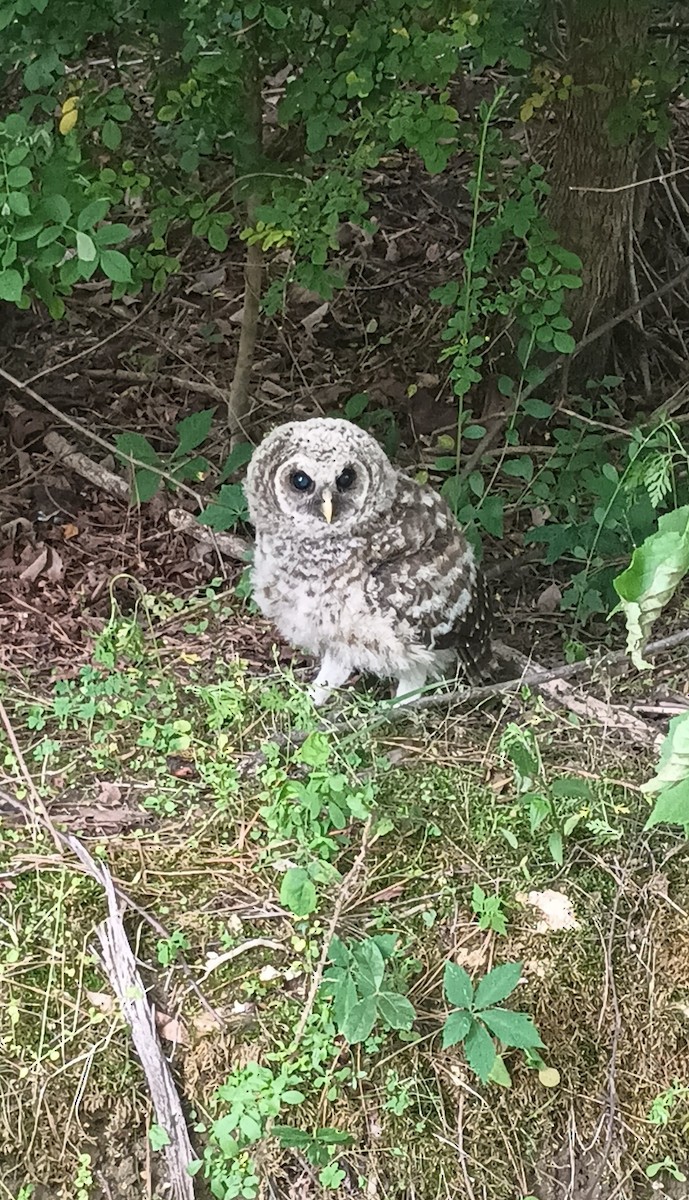 Barred Owl - Dusty Wright