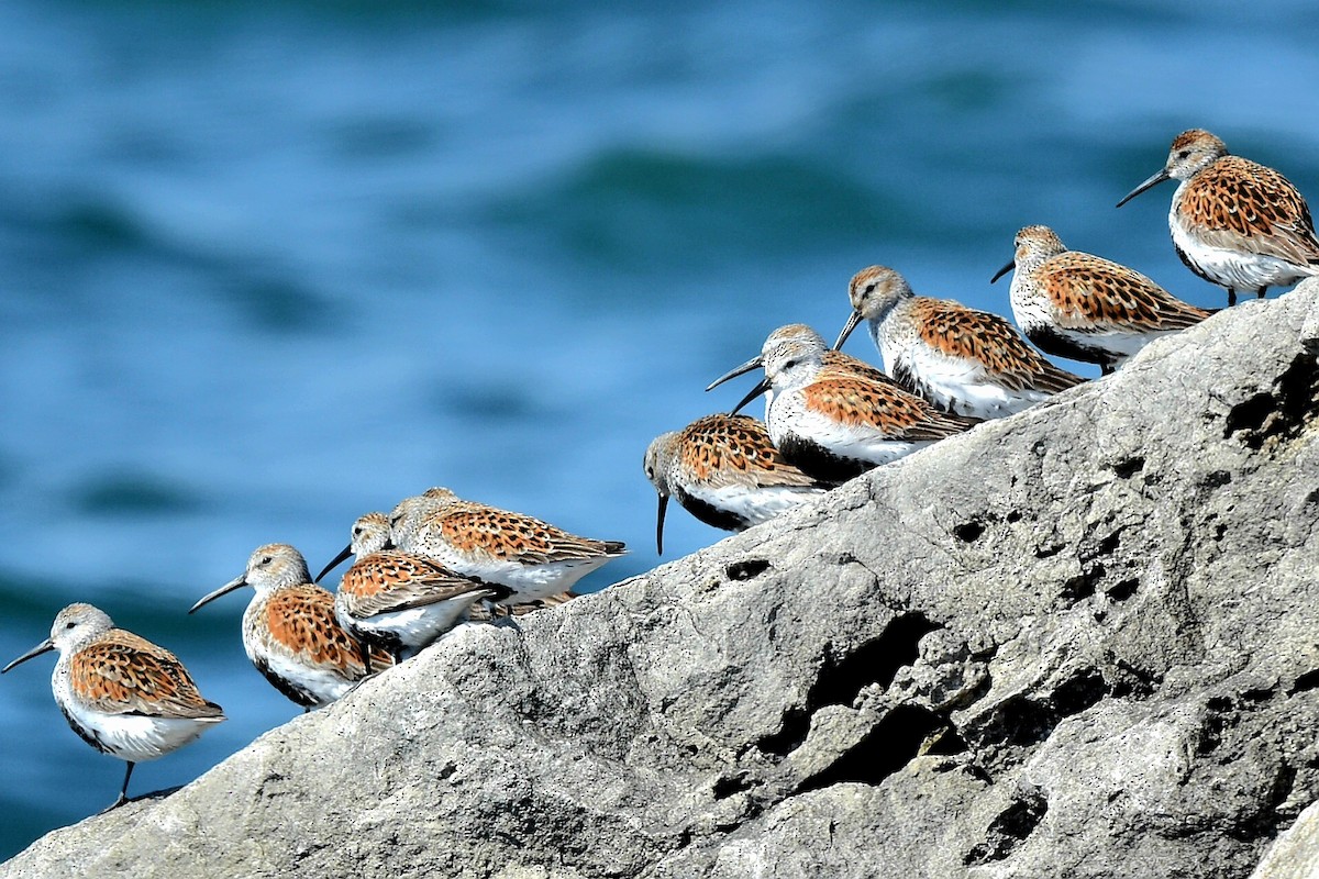 Dunlin - Steve Czyzycki