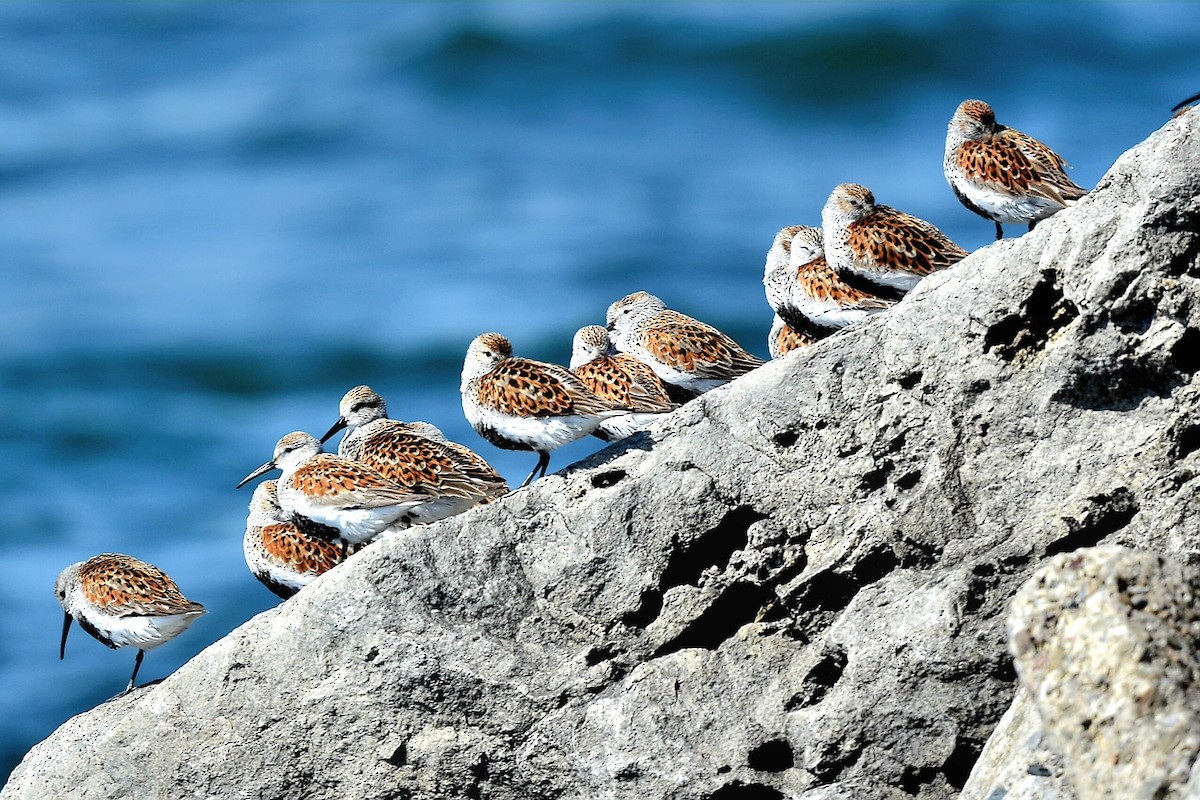 Dunlin - Steve Czyzycki