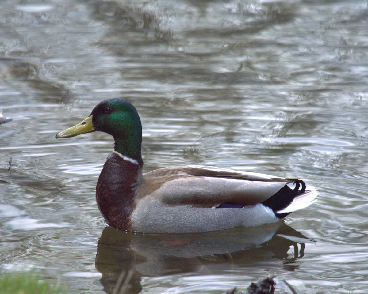 Mallard - ML619491432