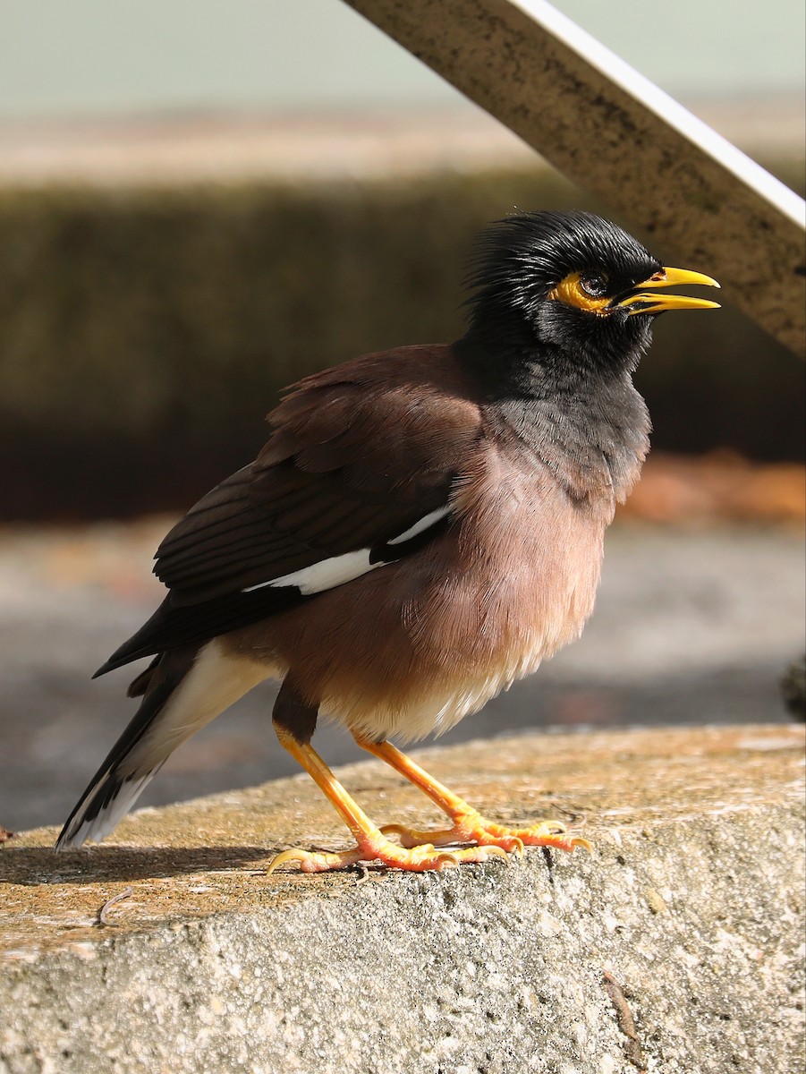 Common Myna - ML619491436