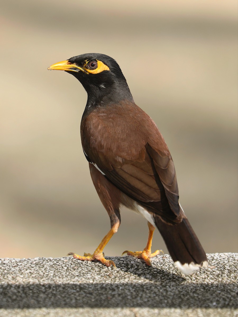 Common Myna - ML619491437