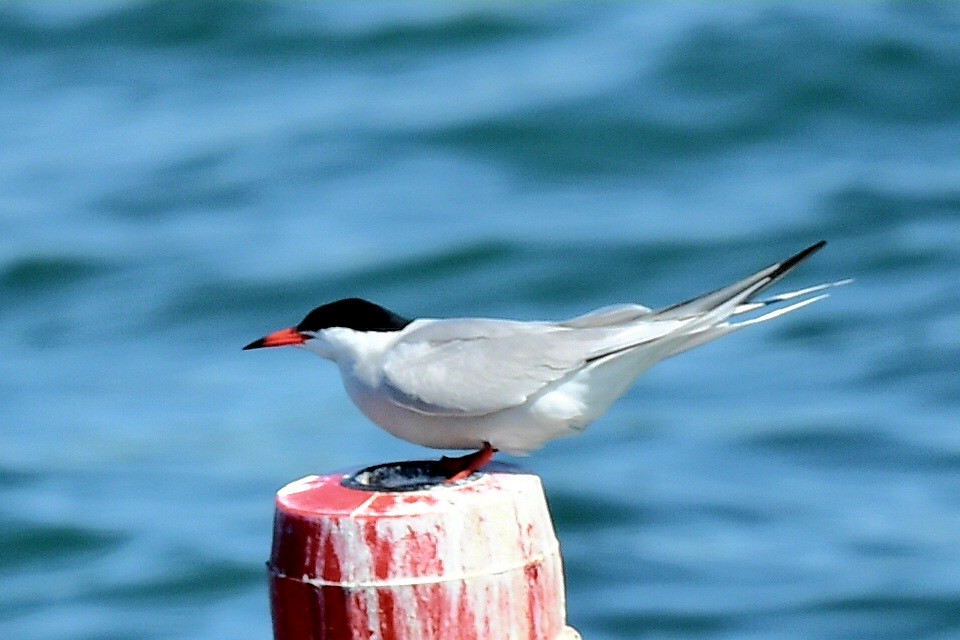 Common Tern - Steve Czyzycki