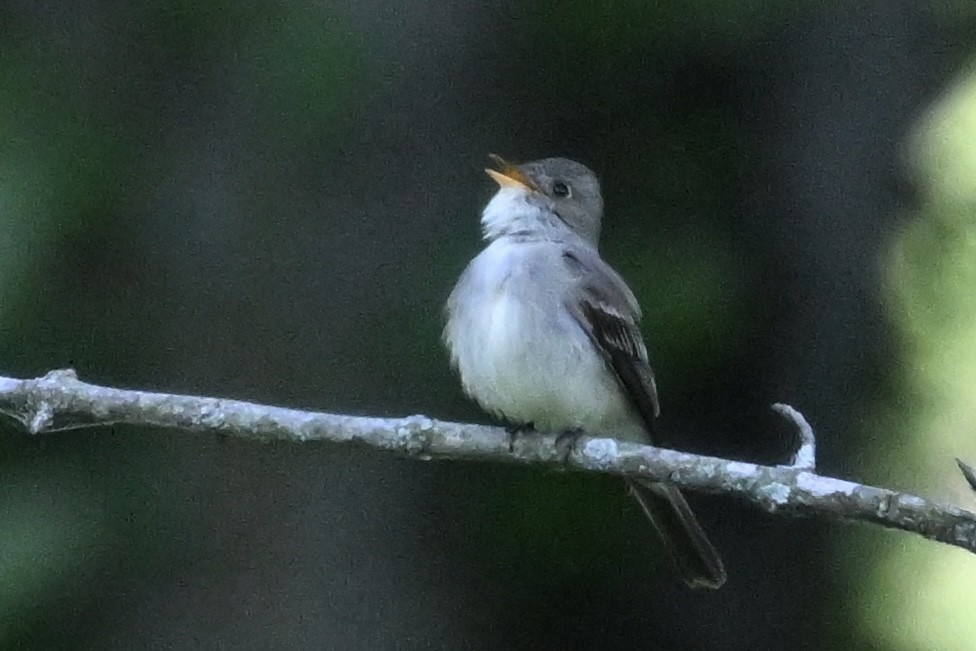 Eastern Wood-Pewee - ML619491439