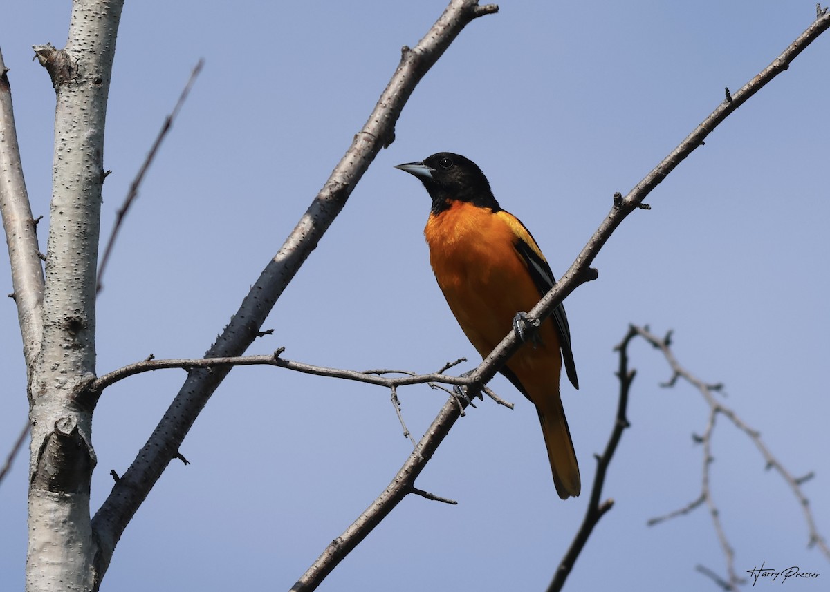 Baltimore Oriole - Karen and Harry Presser