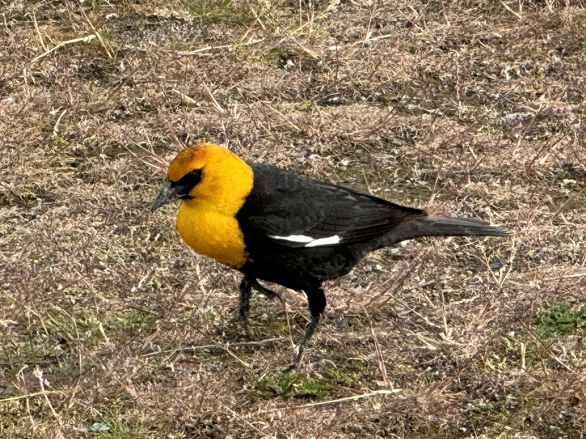 Yellow-headed Blackbird - ML619491445
