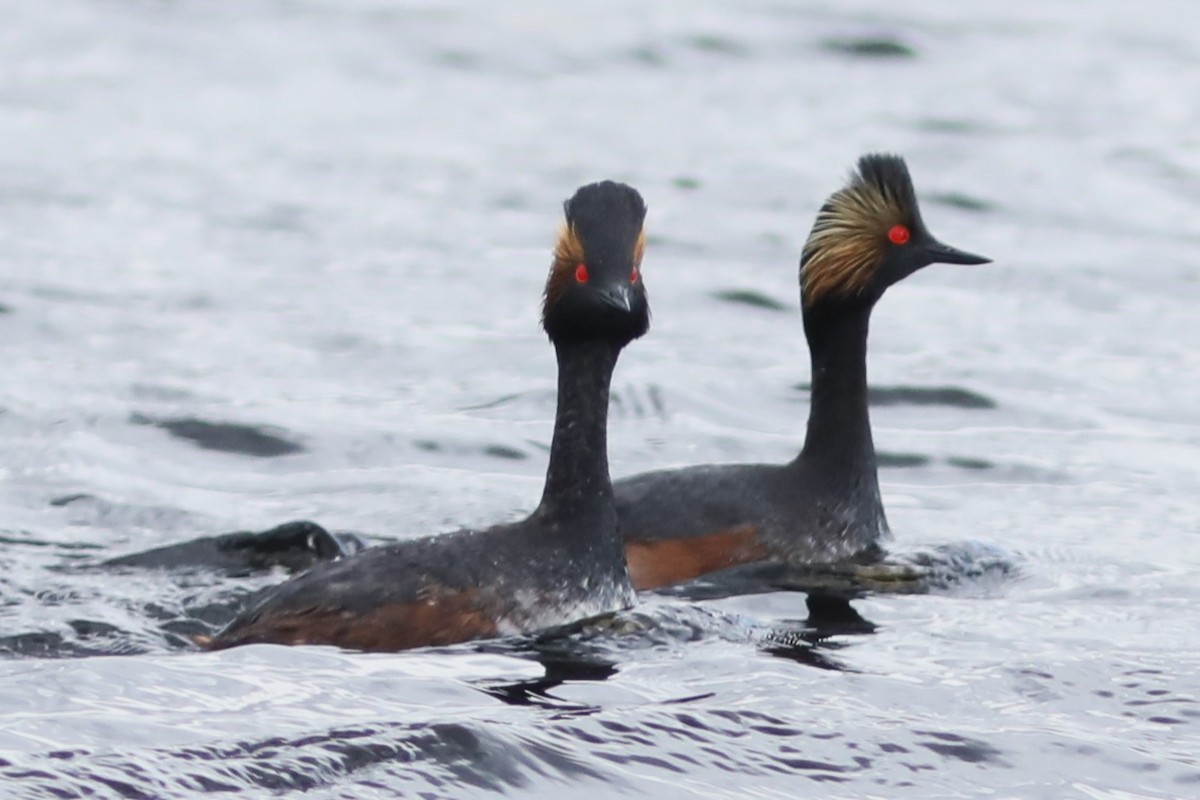 Eared Grebe - Irene Crosland