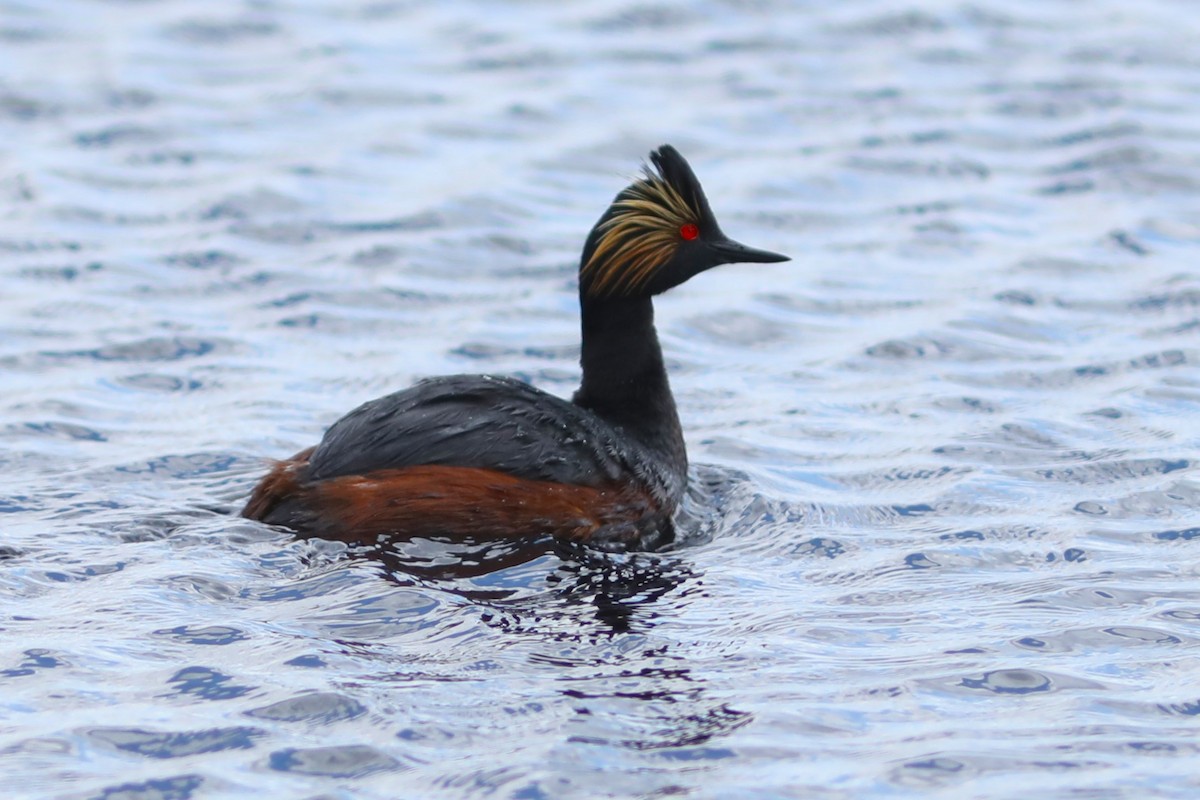 Eared Grebe - Irene Crosland