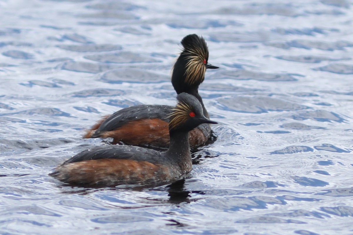 Eared Grebe - Irene Crosland