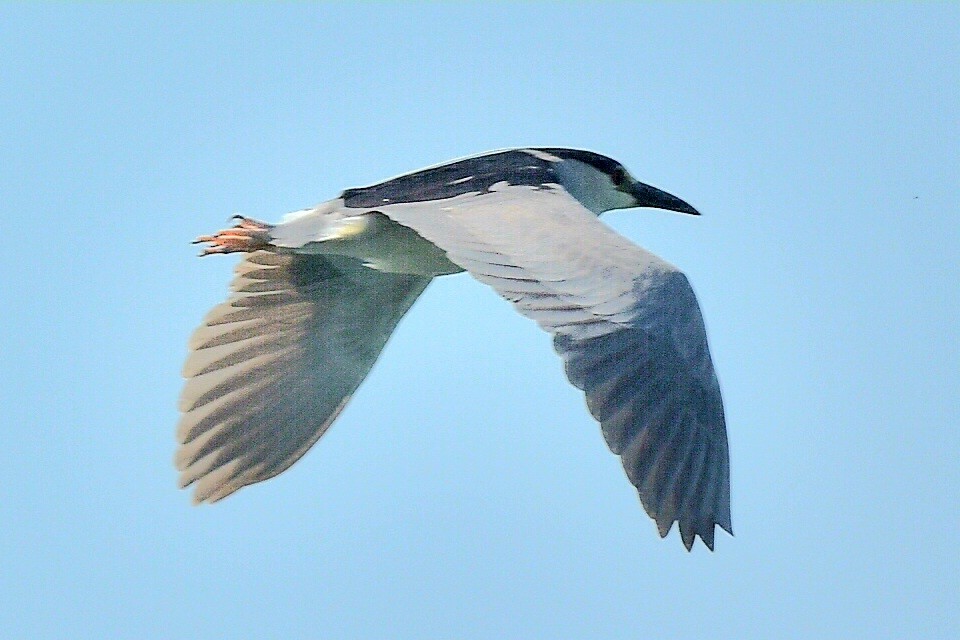 Black-crowned Night Heron - Steve Czyzycki