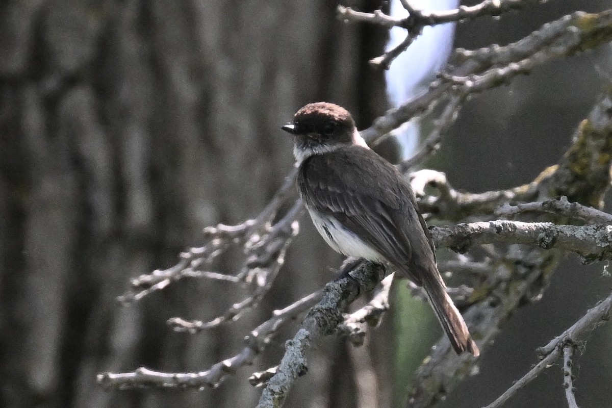 Eastern Phoebe - ML619491453