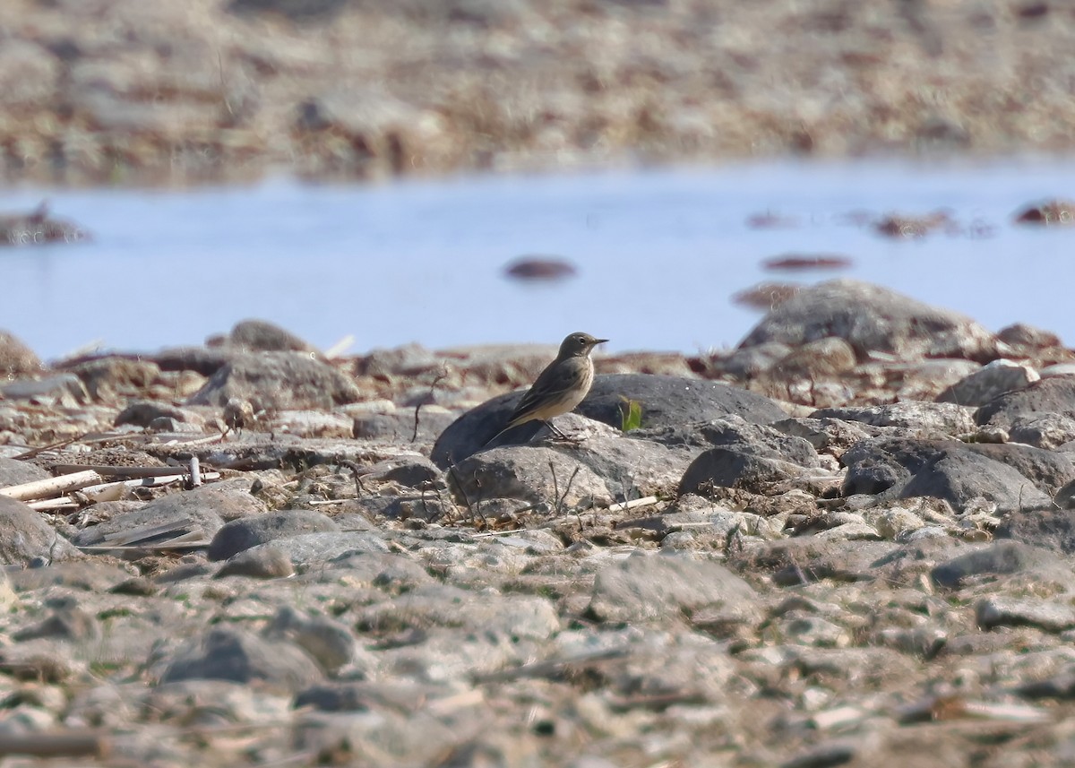 American Pipit - Karen and Harry Presser