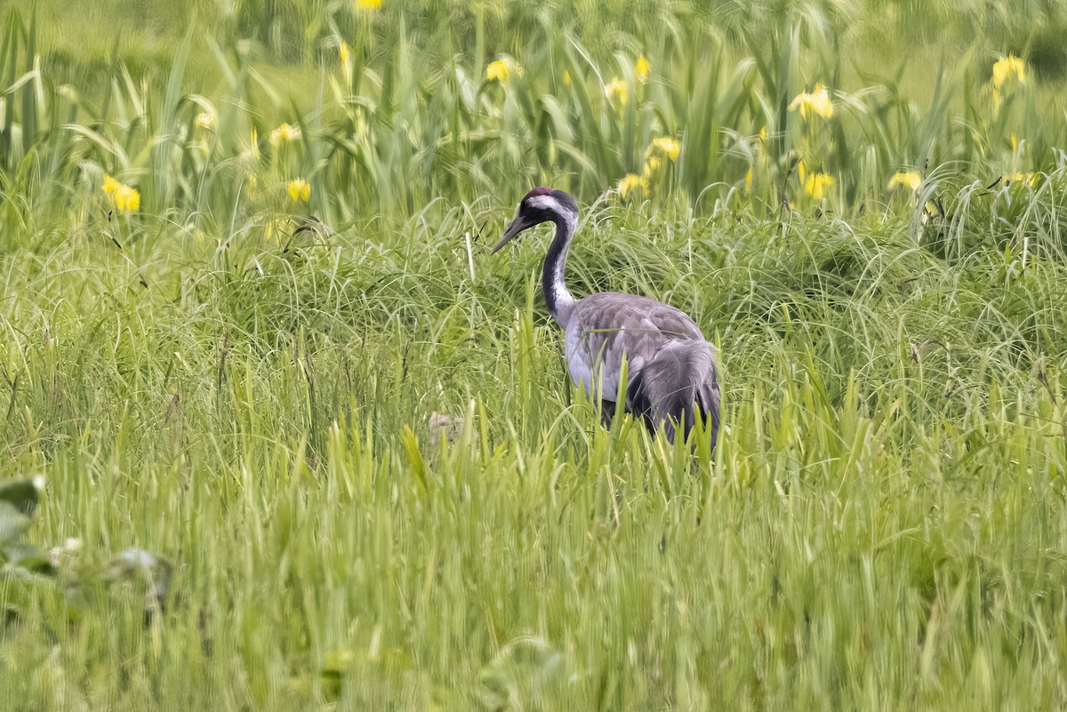 Common Crane - Delfin Gonzalez